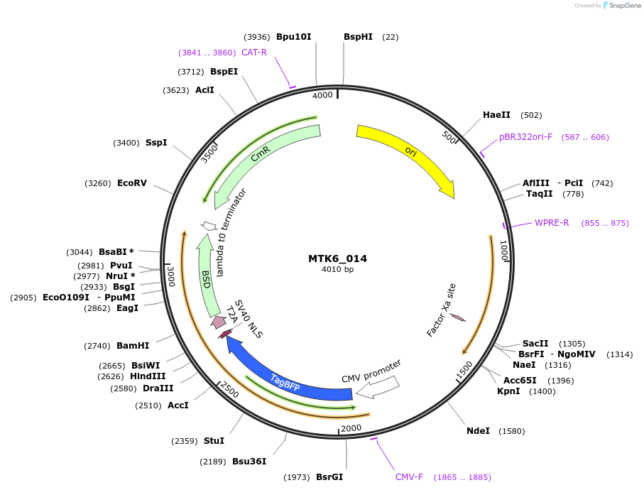 123868-plasmid-map-sequence-id-249969