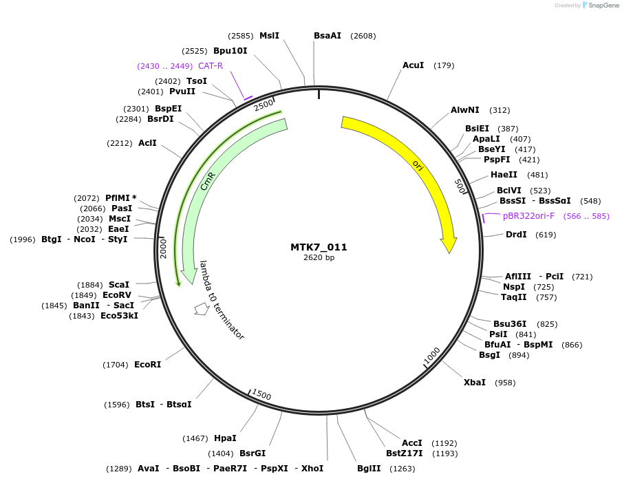 123878-plasmid-map-sequence-id-249974