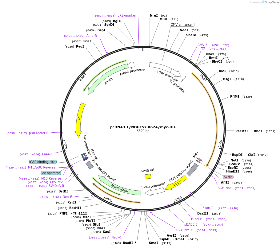 127501-plasmid-map-sequence-id-249977