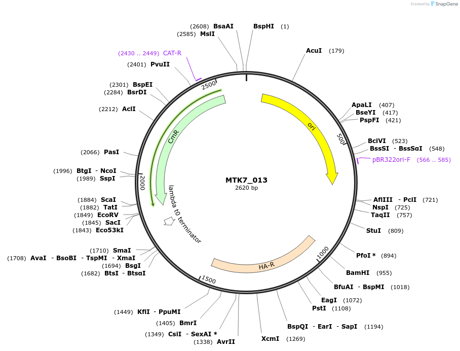 123880-plasmid-map-sequence-id-249983