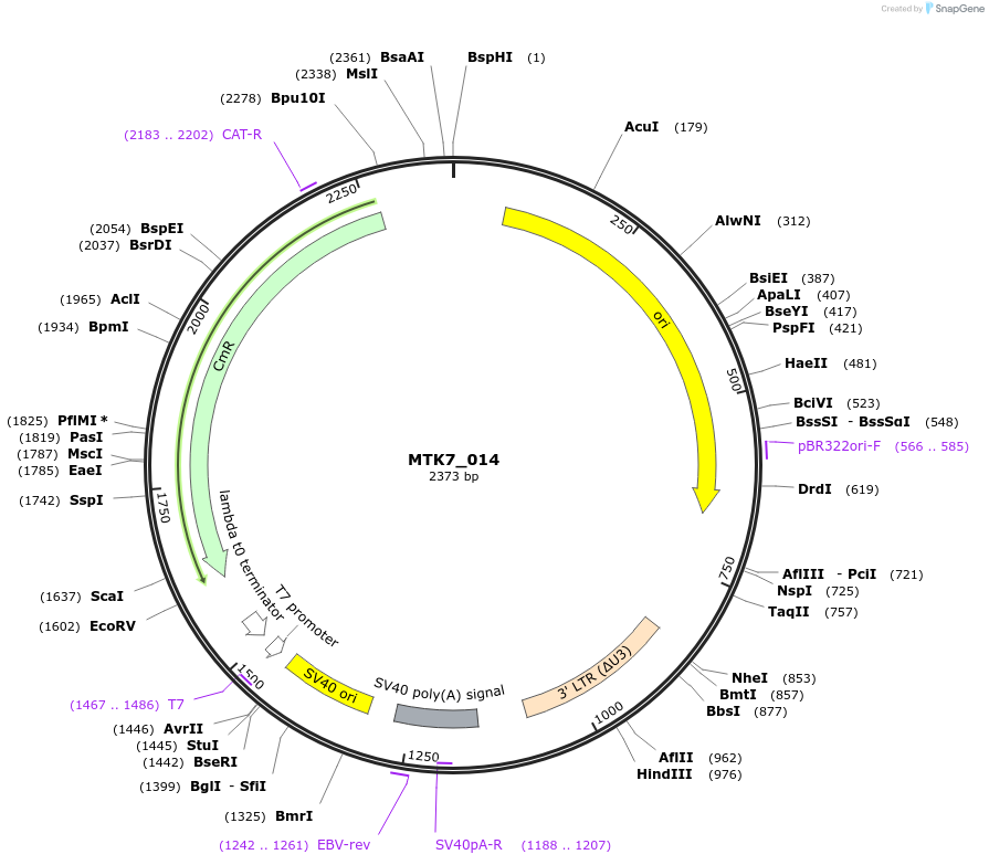 123881-plasmid-map-sequence-id-249984