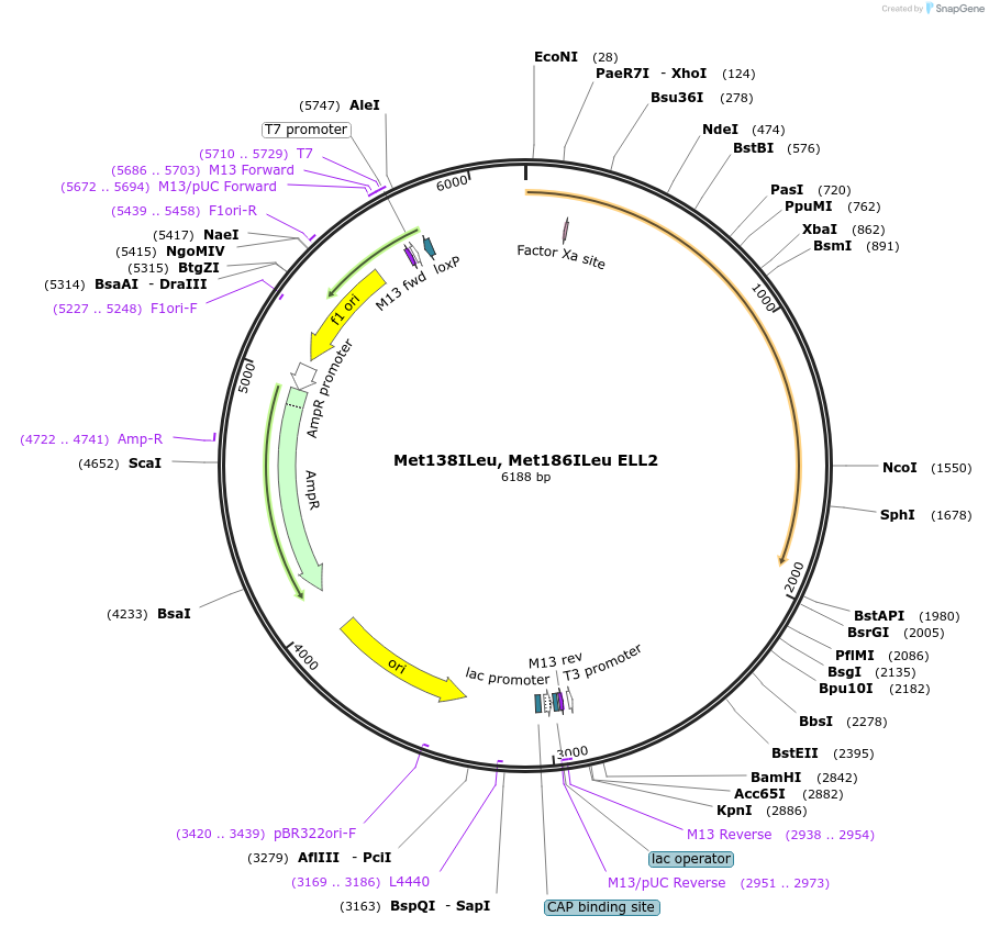 127265-plasmid-map-sequence-id-249991