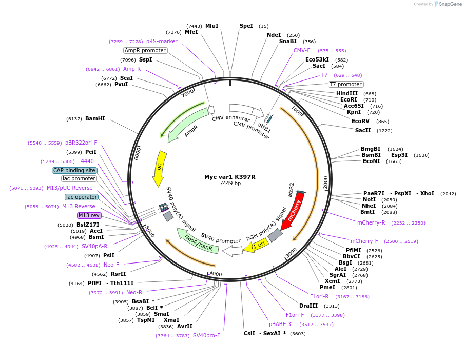 127285-plasmid-map-sequence-id-249995