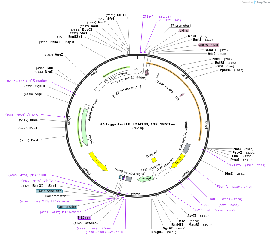 127276-plasmid-map-sequence-id-249998