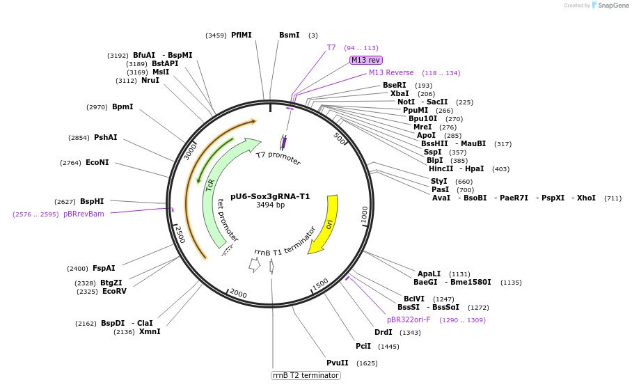 127777-plasmid-map-sequence-id-250009