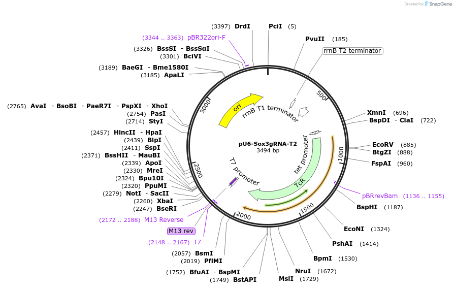 127778-plasmid-map-sequence-id-250011