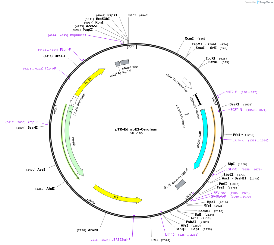 127771-plasmid-map-sequence-id-250012