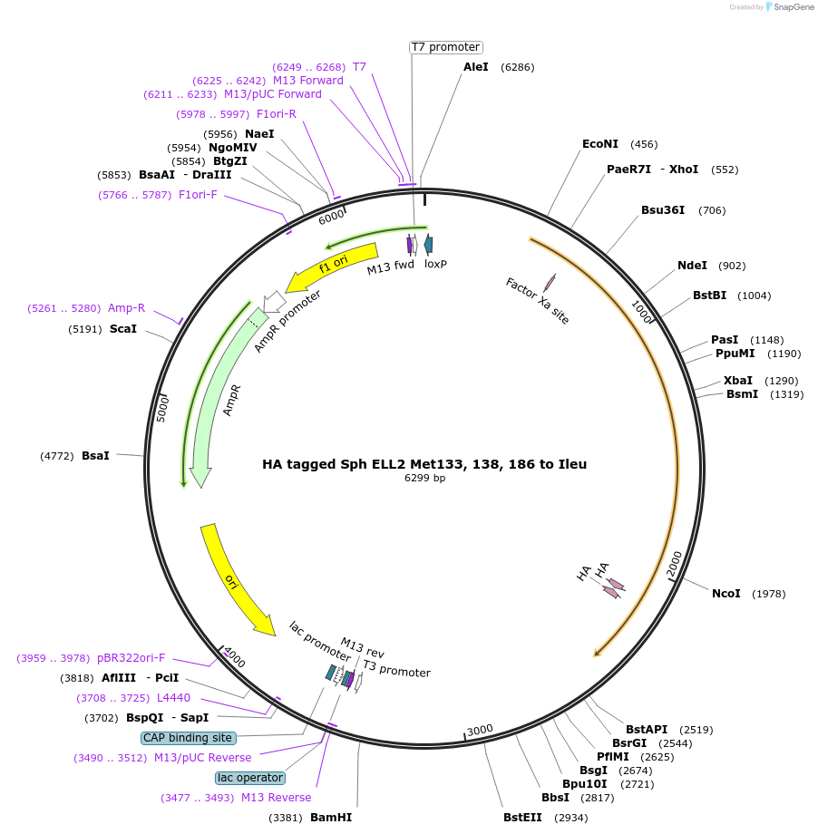 127271-plasmid-map-sequence-id-250013