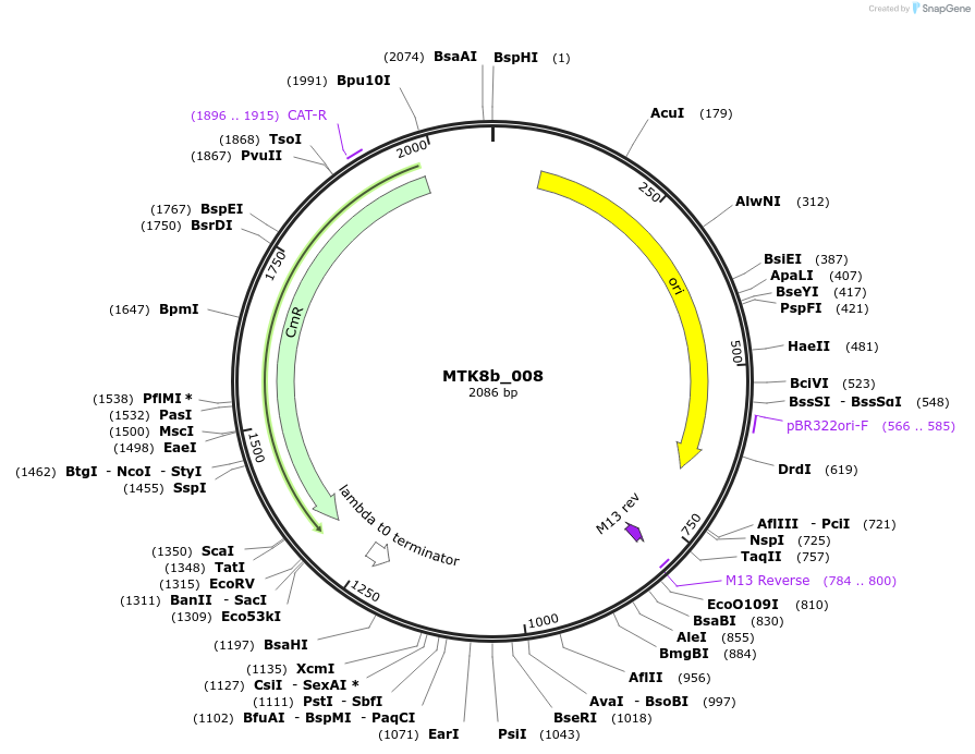 123895-plasmid-map-sequence-id-250018