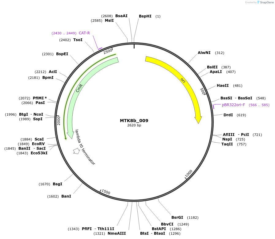 123896-plasmid-map-sequence-id-250020