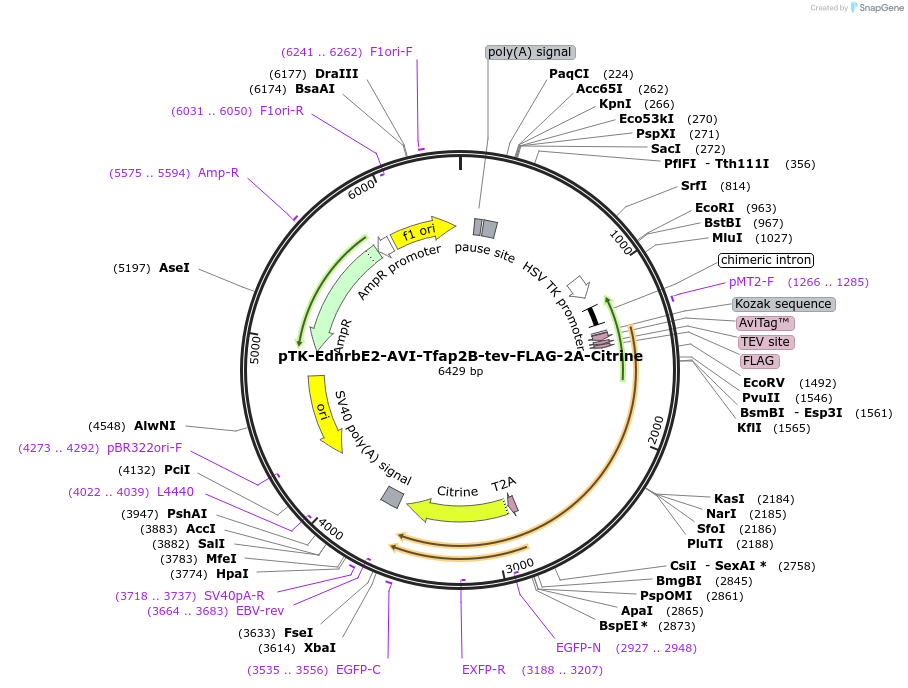 127776-plasmid-map-sequence-id-250021
