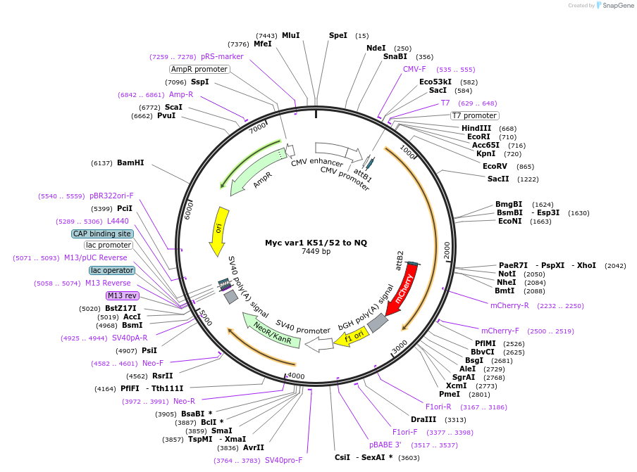127287-plasmid-map-sequence-id-250022
