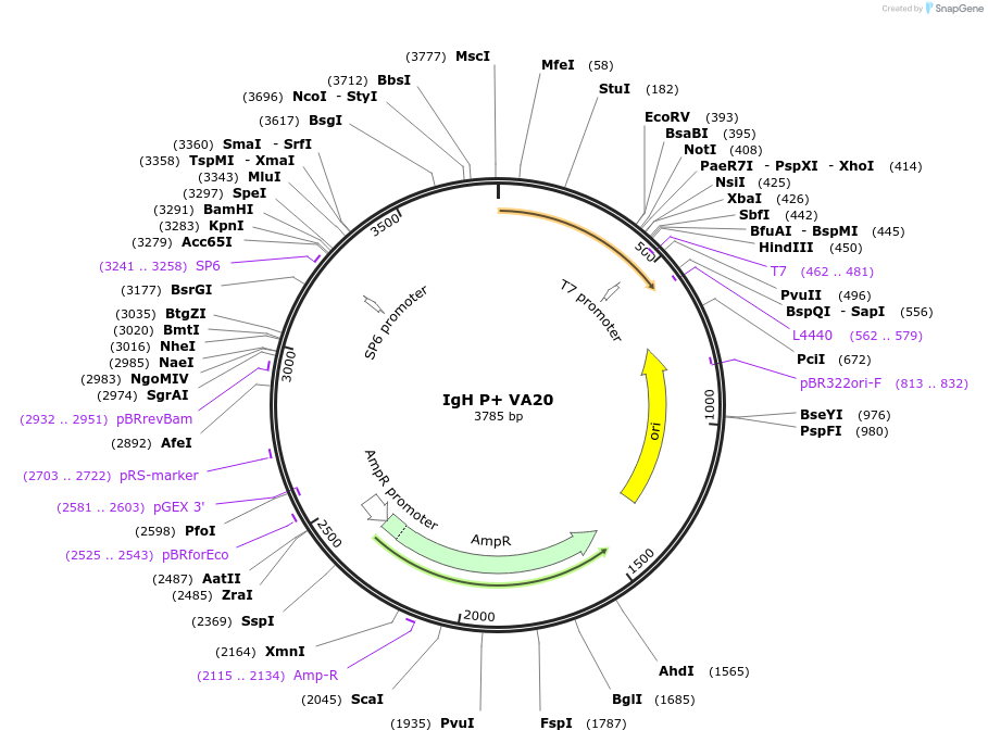 127249-plasmid-map-sequence-id-250024