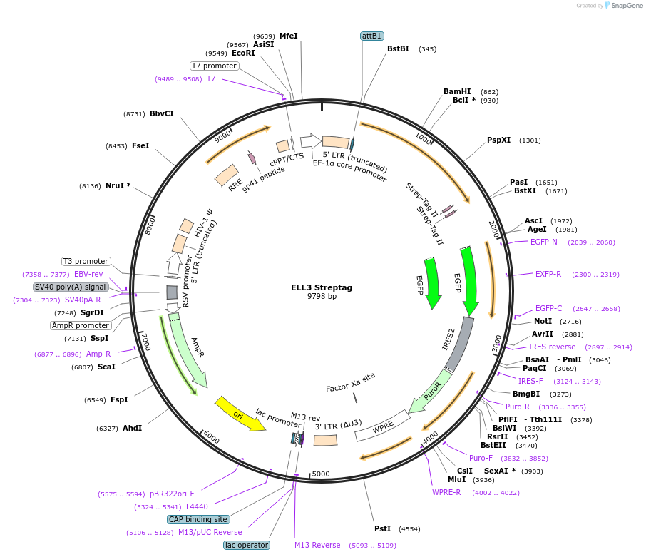 127282-plasmid-map-sequence-id-250028
