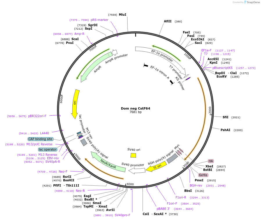 127250-plasmid-map-sequence-id-250029