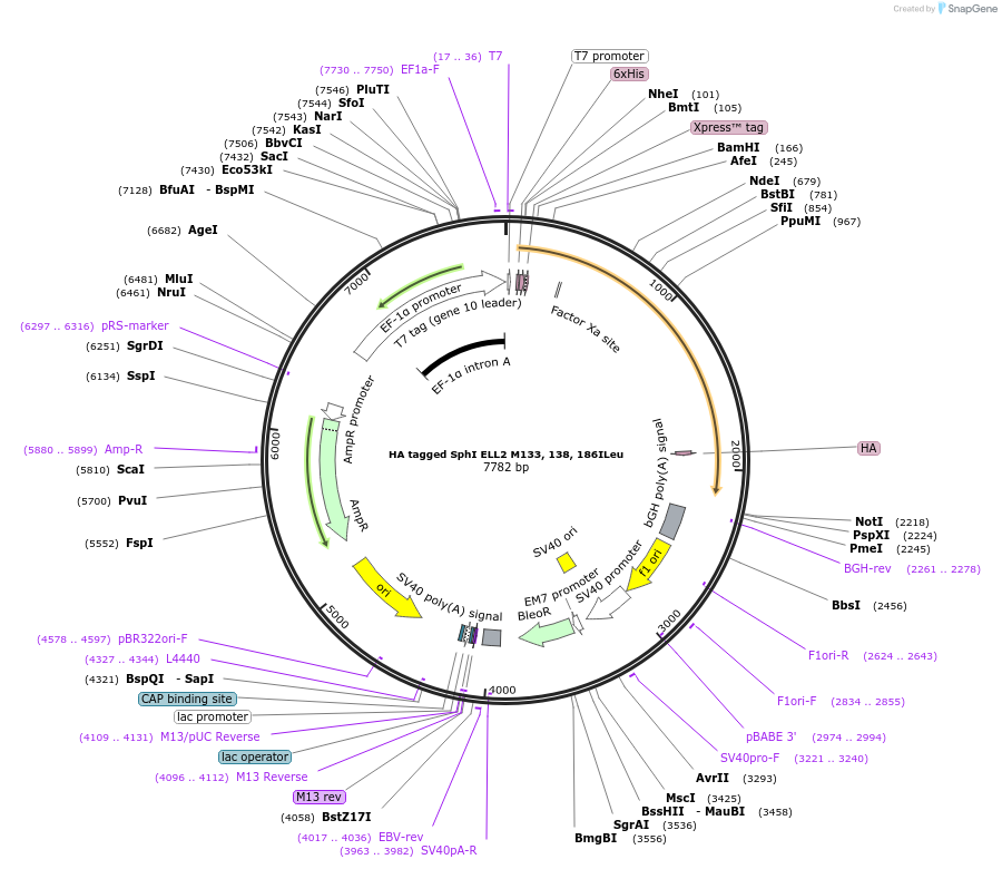 127277-plasmid-map-sequence-id-250039