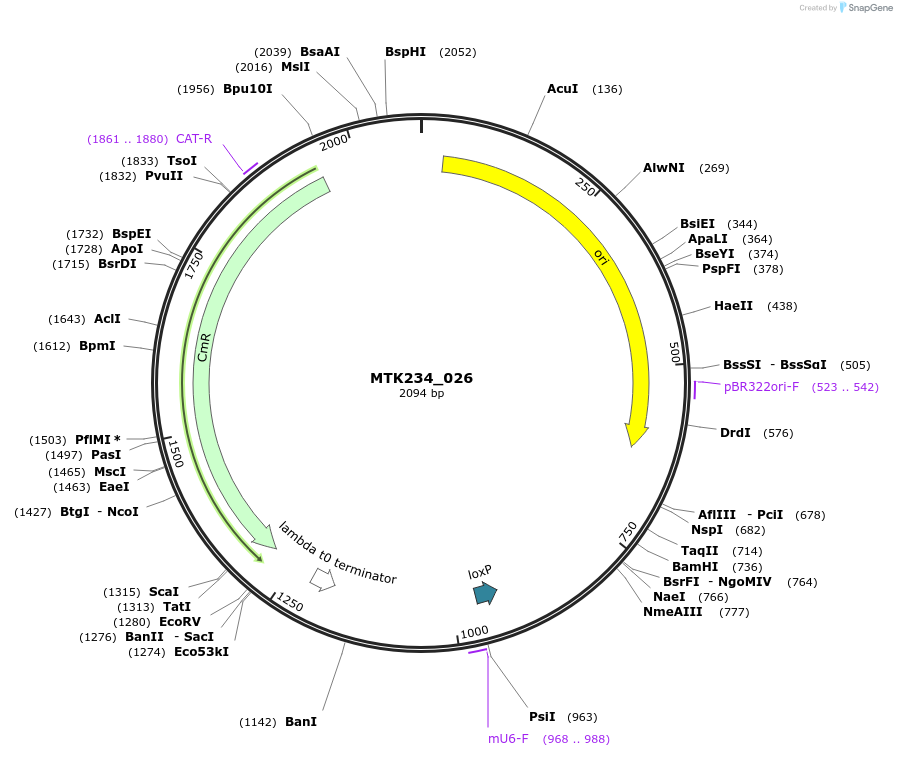 123906-plasmid-map-sequence-id-250047