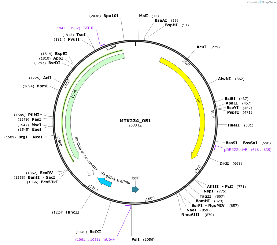 123919-plasmid-map-sequence-id-250068