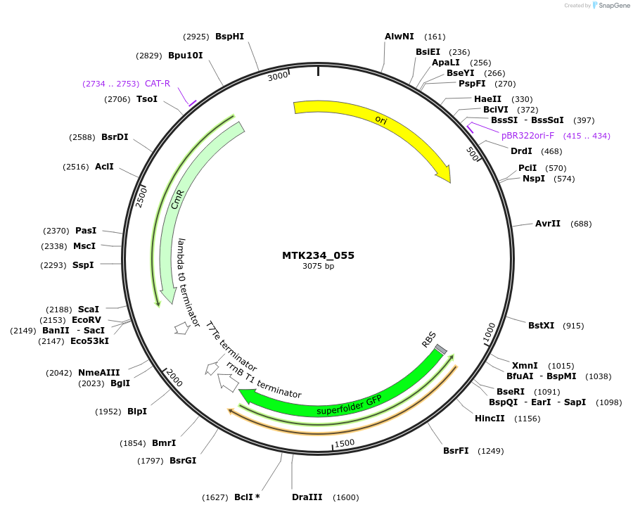 123920-plasmid-map-sequence-id-250070