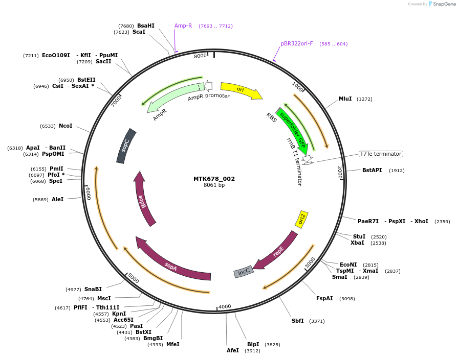 123923-plasmid-map-sequence-id-250077