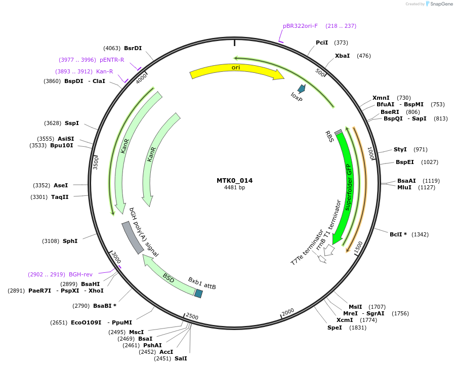 123929-plasmid-map-sequence-id-250081