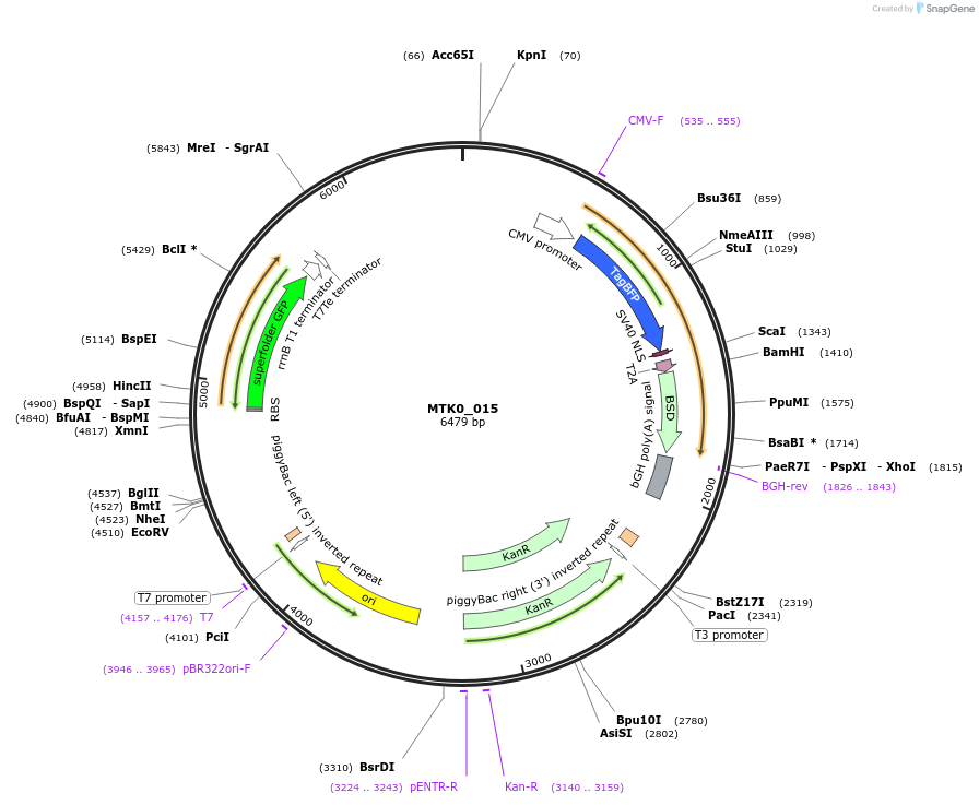 123930-plasmid-map-sequence-id-250082