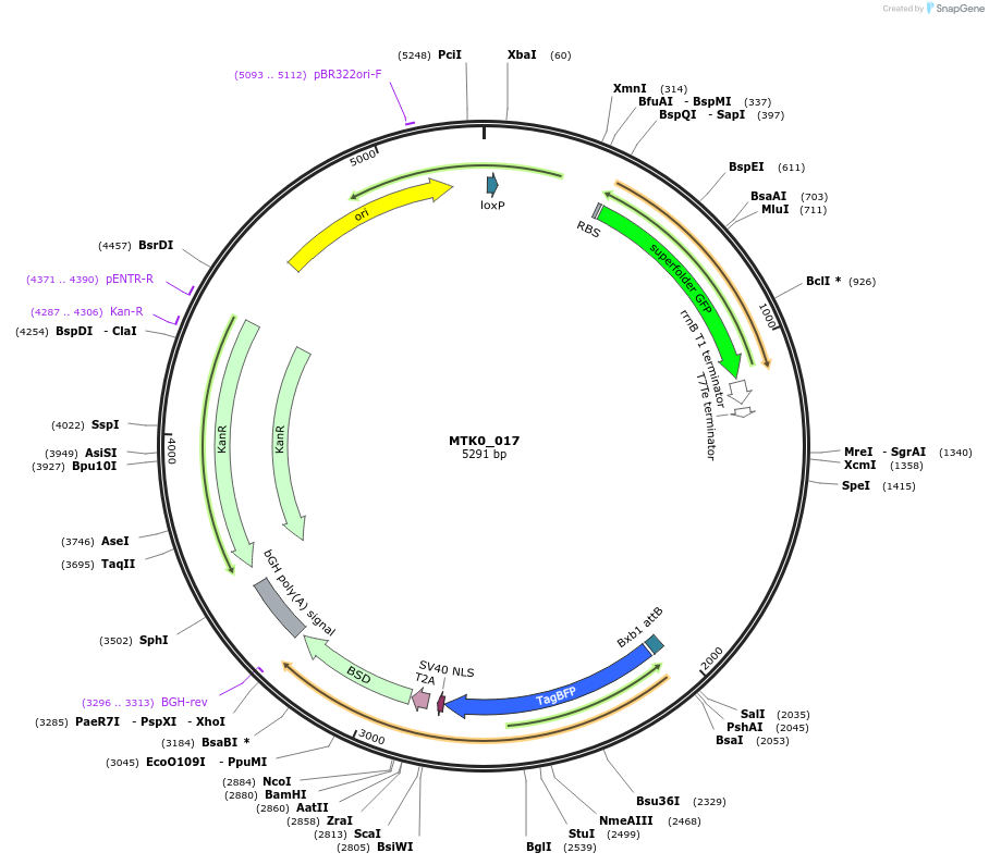 123932-plasmid-map-sequence-id-250084