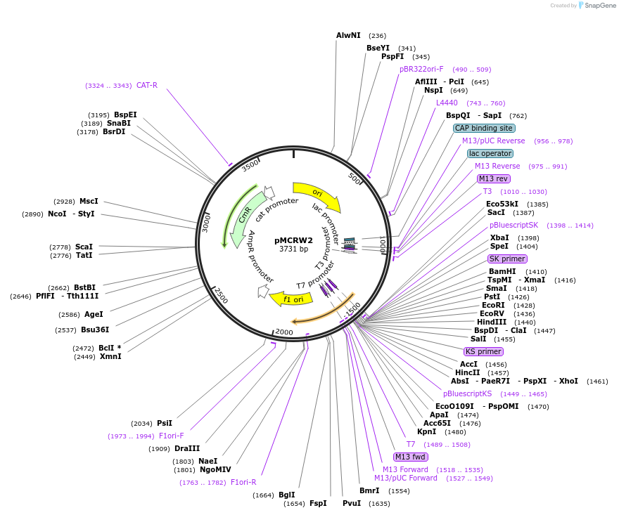 127380-plasmid-map-sequence-id-250088