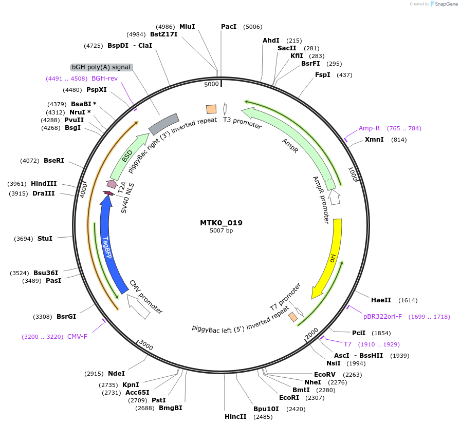 123934-plasmid-map-sequence-id-250089