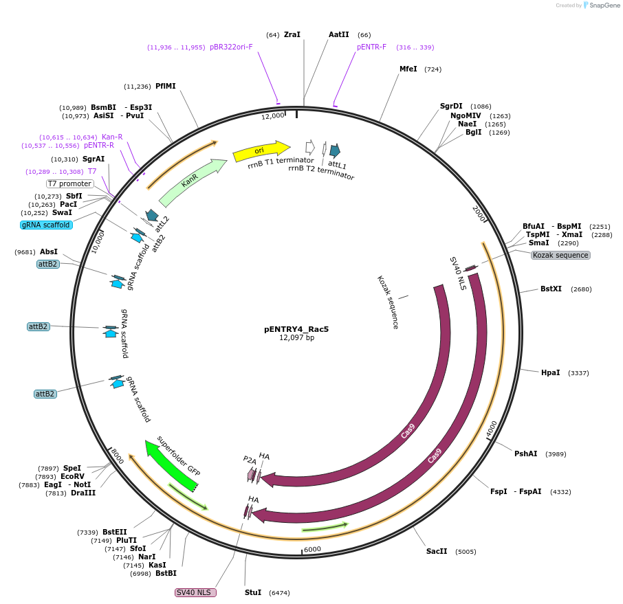 126897-plasmid-map-sequence-id-250096
