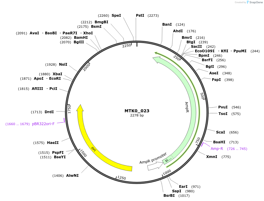 123938-plasmid-map-sequence-id-250101
