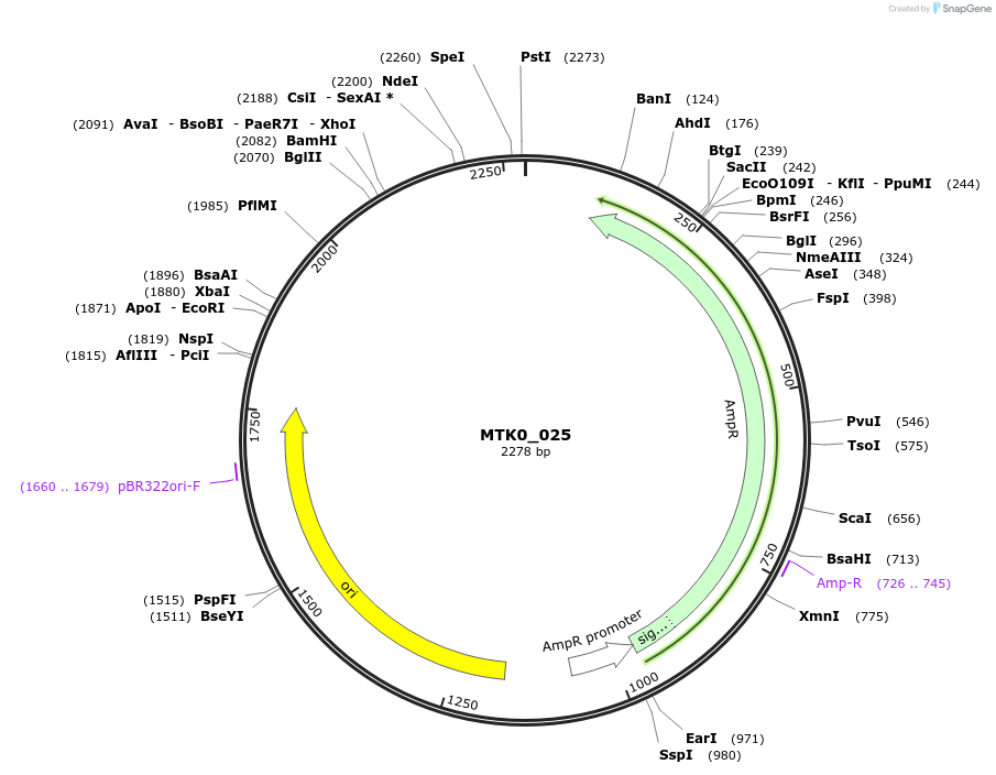 123940-plasmid-map-sequence-id-250104