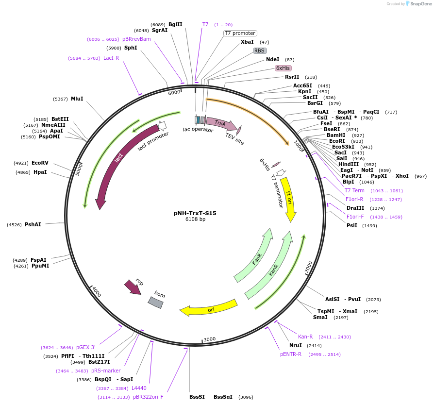 127822-plasmid-map-sequence-id-250134