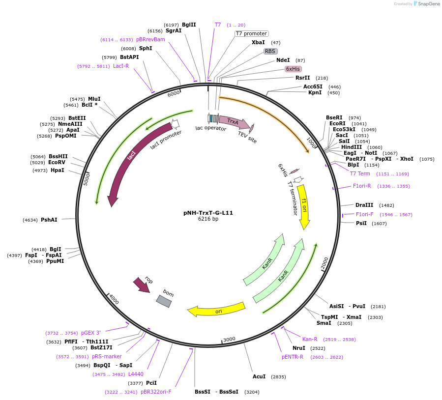 127831-plasmid-map-sequence-id-250144