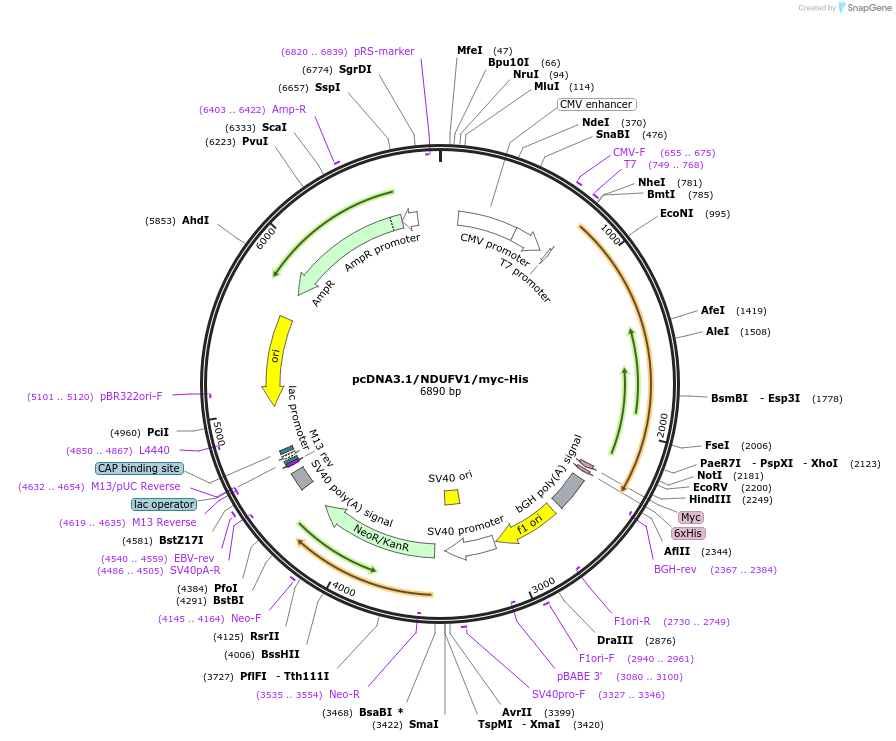 127490-plasmid-map-sequence-id-250185