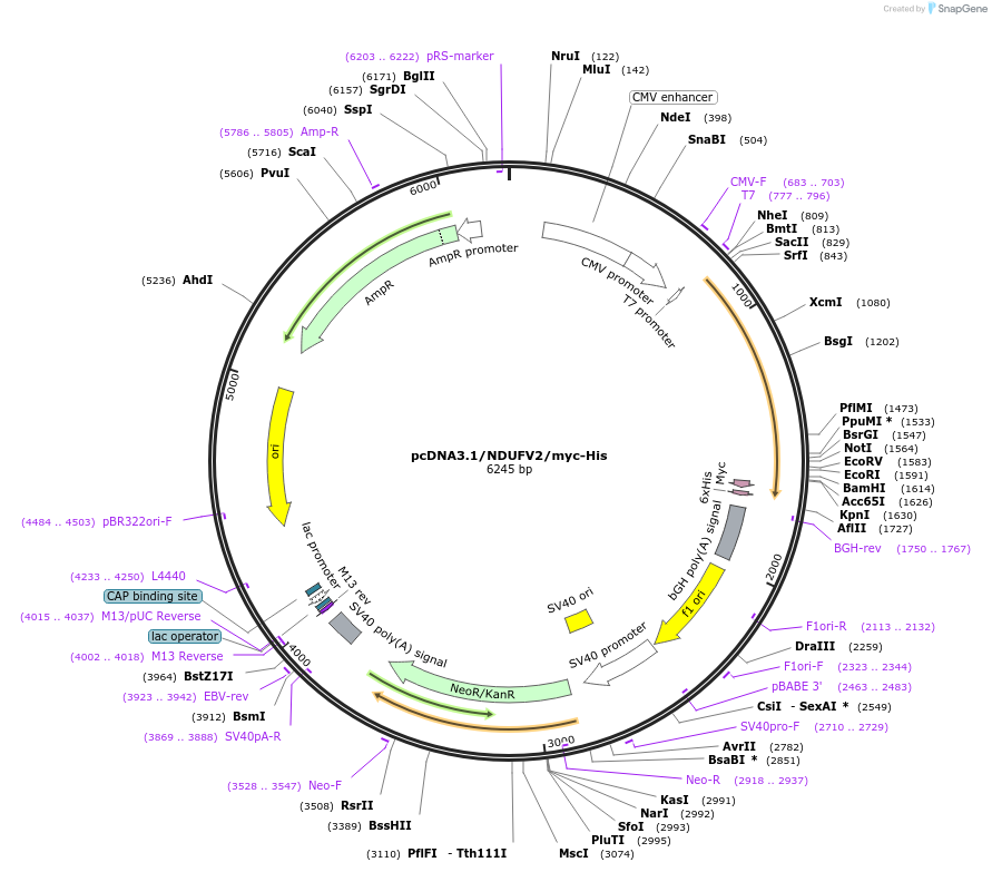 127491-plasmid-map-sequence-id-250188
