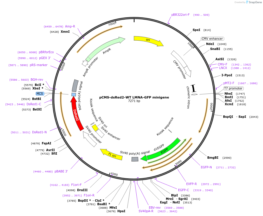 128230-plasmid-map-sequence-id-250193