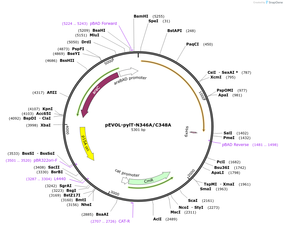 127411-plasmid-map-sequence-id-250214