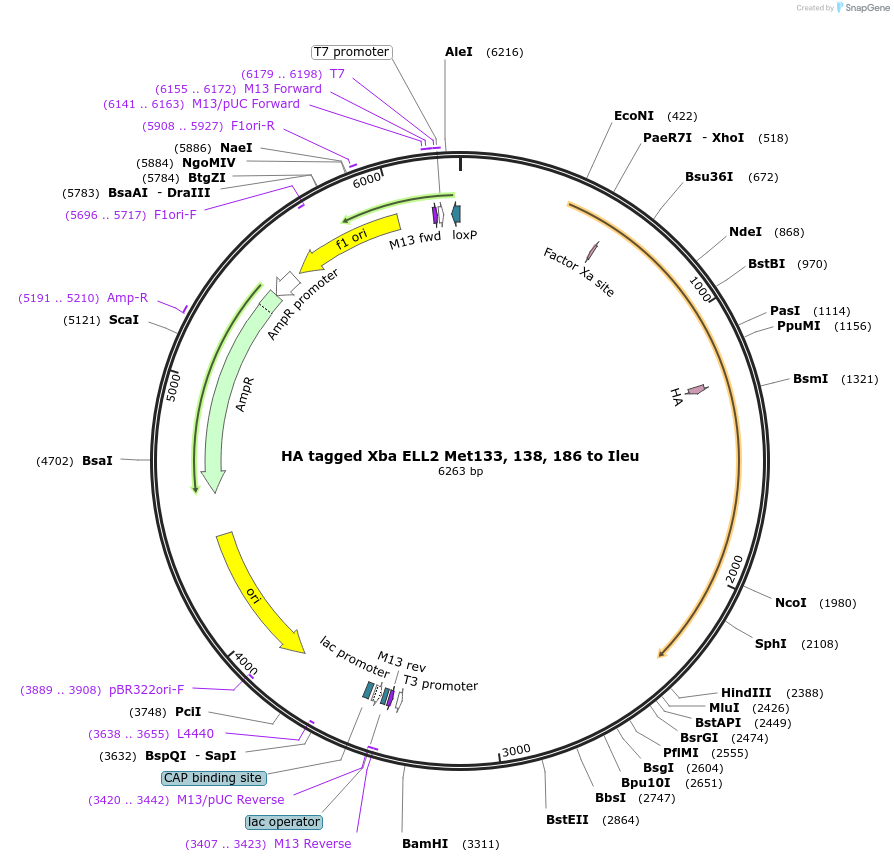 127269-plasmid-map-sequence-id-250217