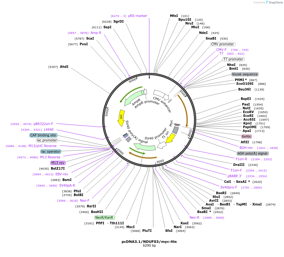 127487-plasmid-map-sequence-id-250219