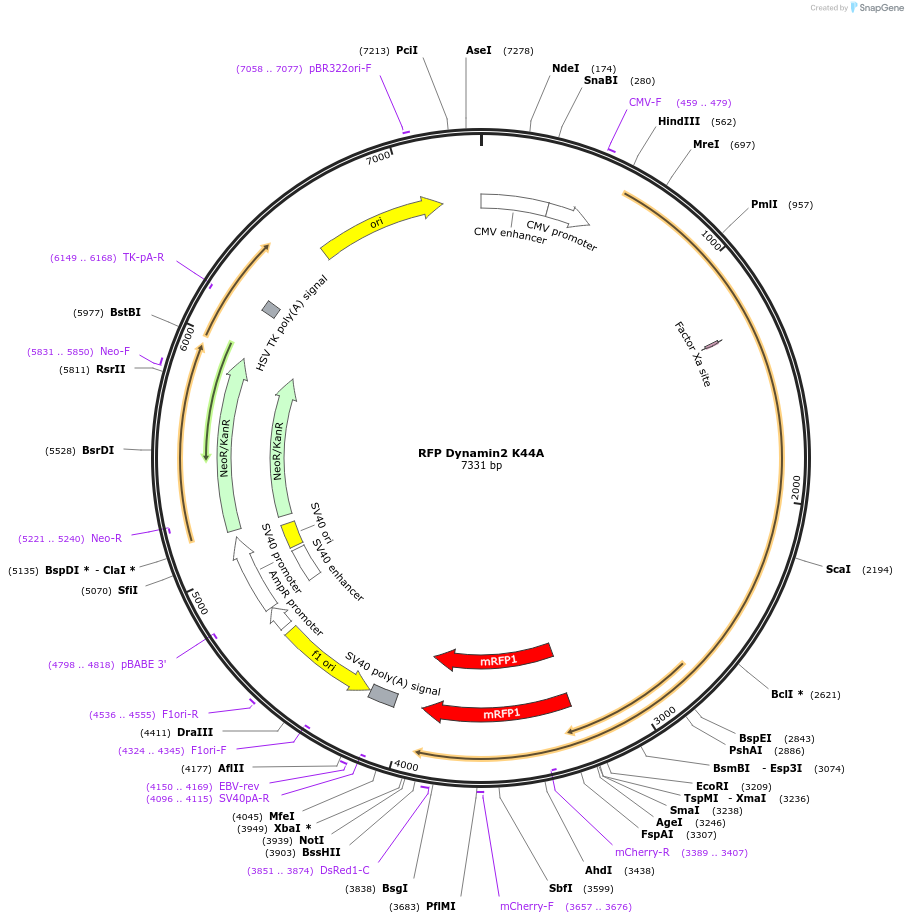 128153-plasmid-map-sequence-id-250220