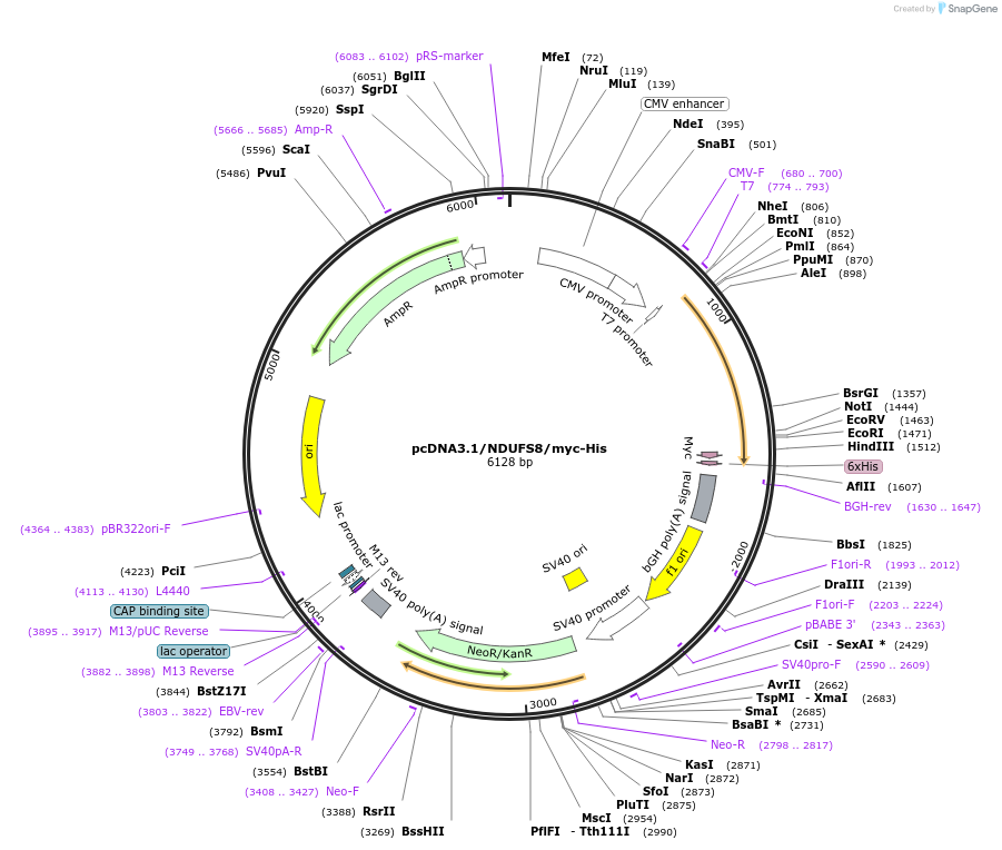 127489-plasmid-map-sequence-id-250221
