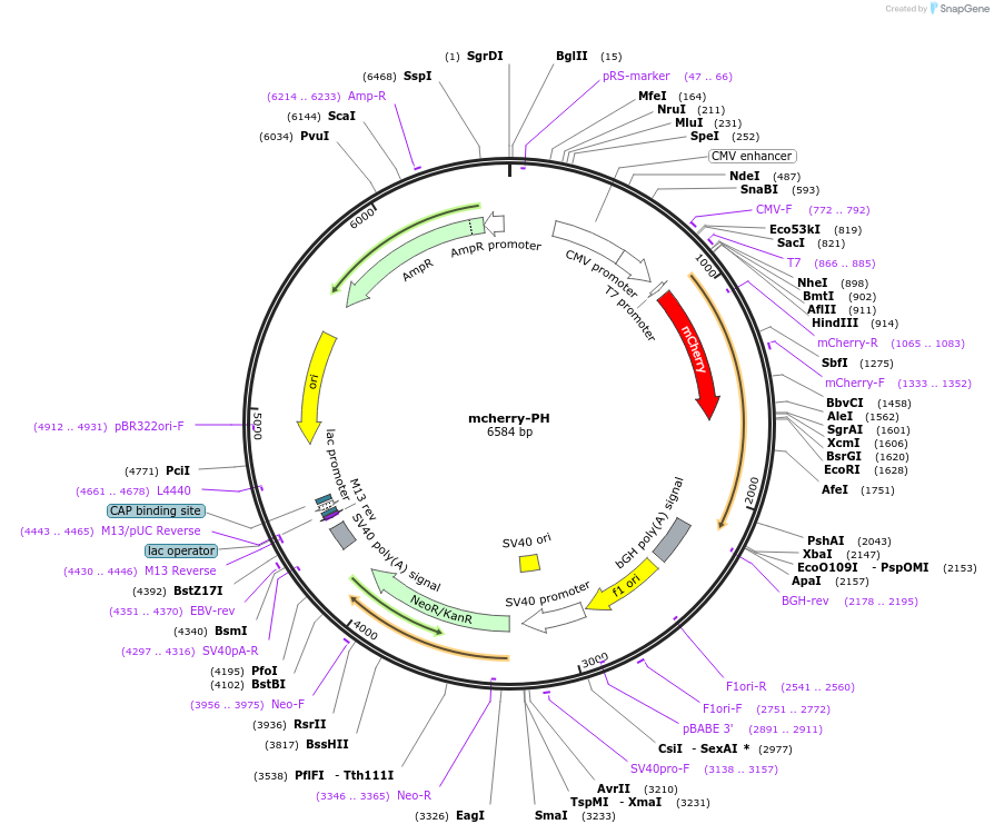 36075-plasmid-map-sequence-id-250222