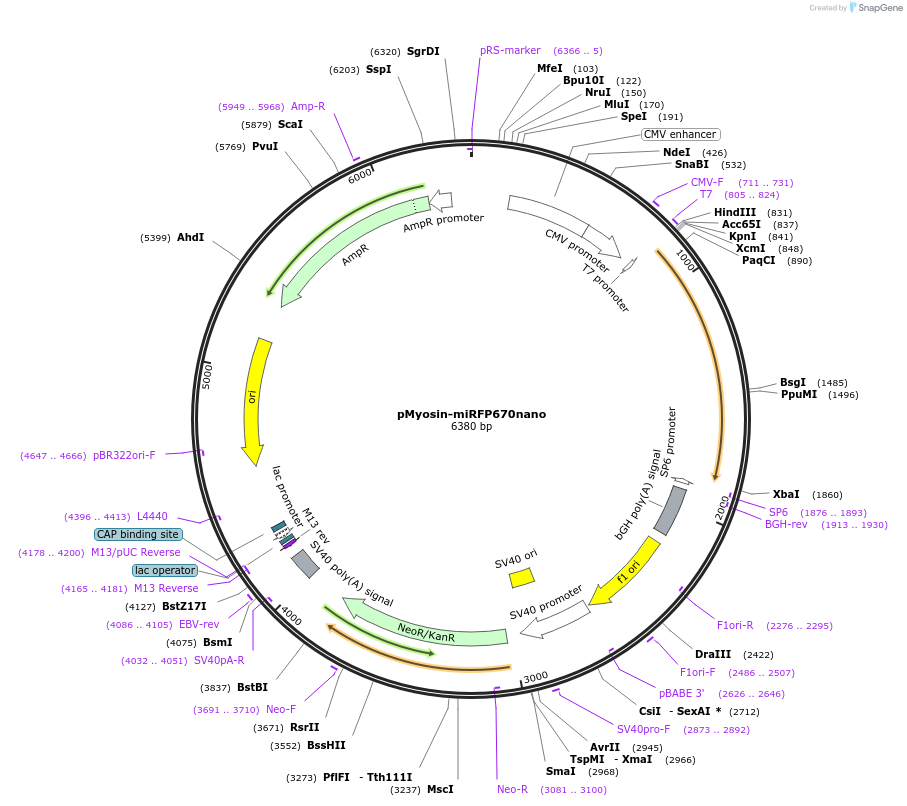 127431-plasmid-map-sequence-id-250322