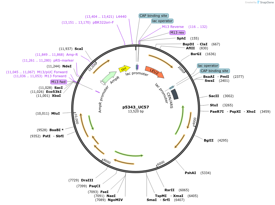 126645-plasmid-map-sequence-id-250324