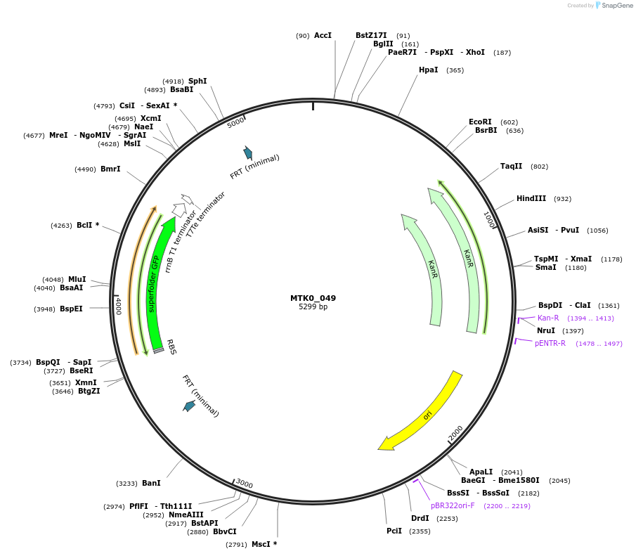 123946-plasmid-map-sequence-id-250330