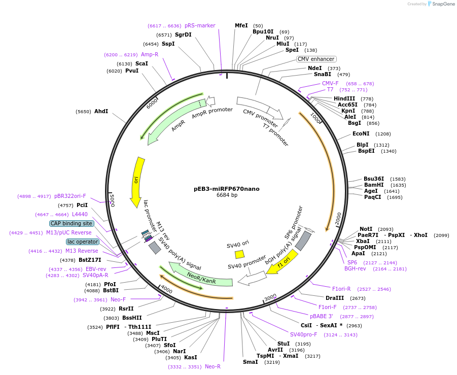 127433-plasmid-map-sequence-id-250406