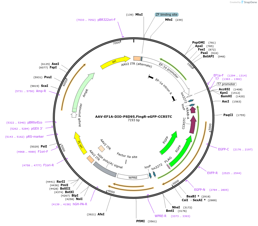 126216-plasmid-map-sequence-id-250418