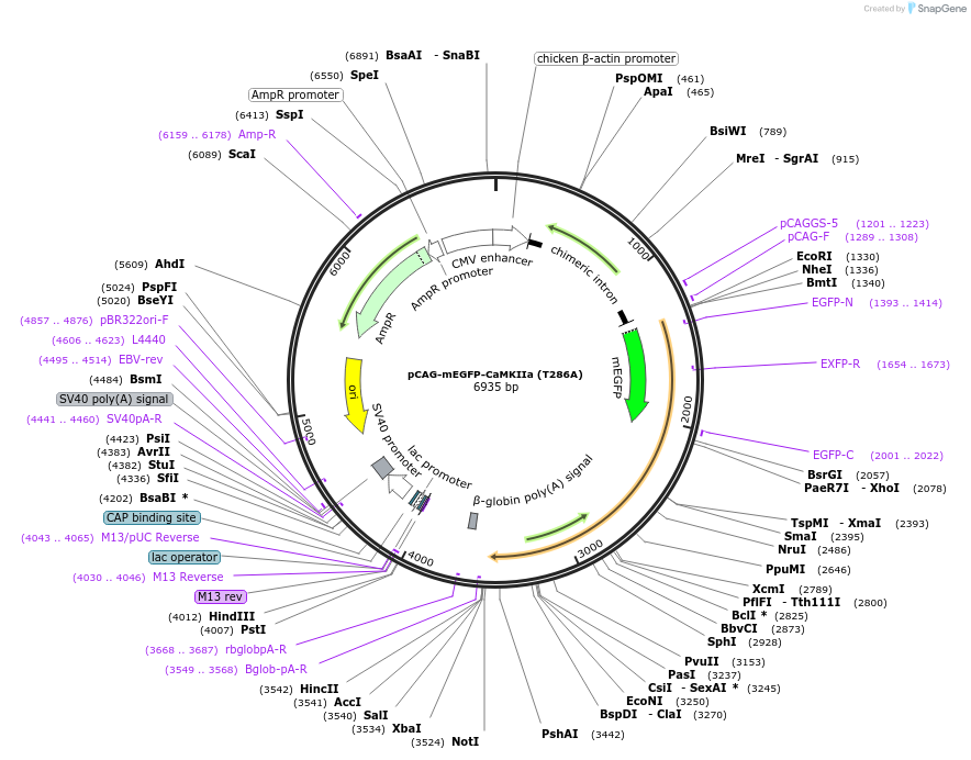 127390-plasmid-map-sequence-id-250429