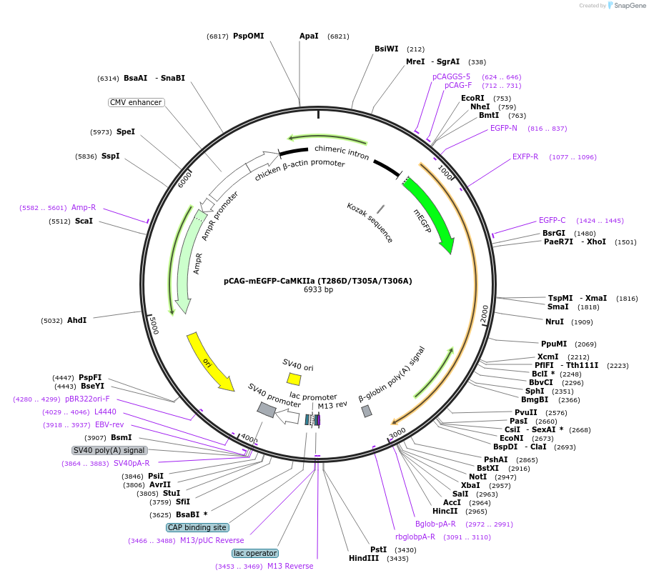 127392-plasmid-map-sequence-id-250433